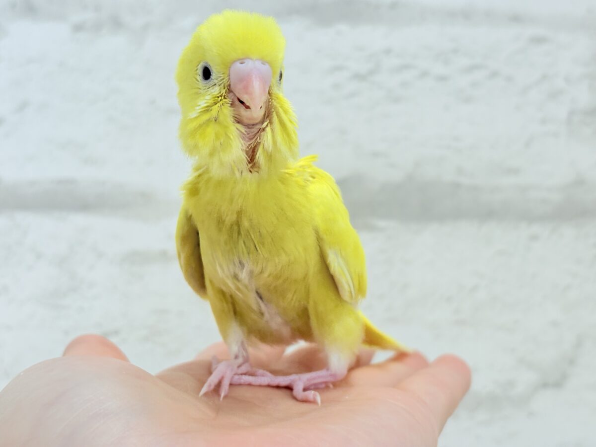 セキセイインコ