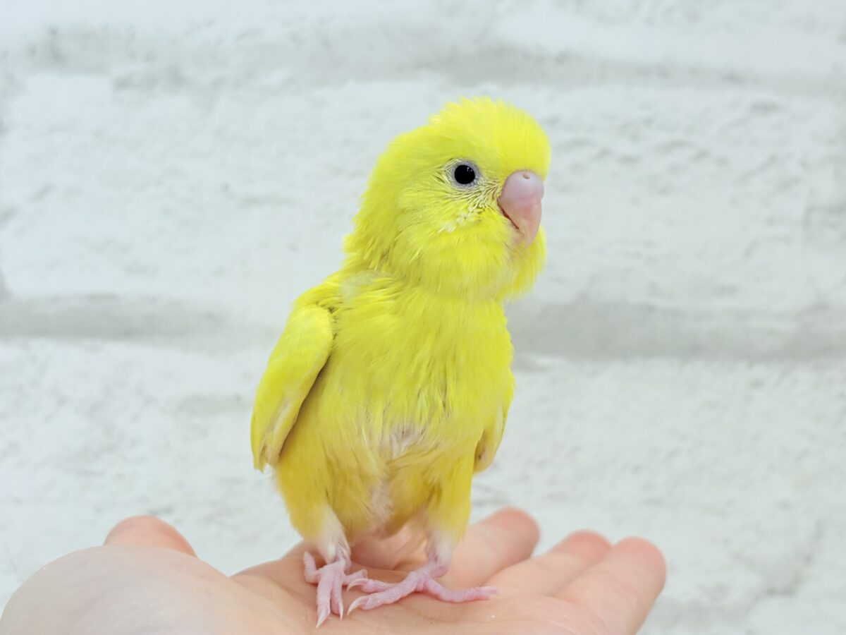 セキセイインコ