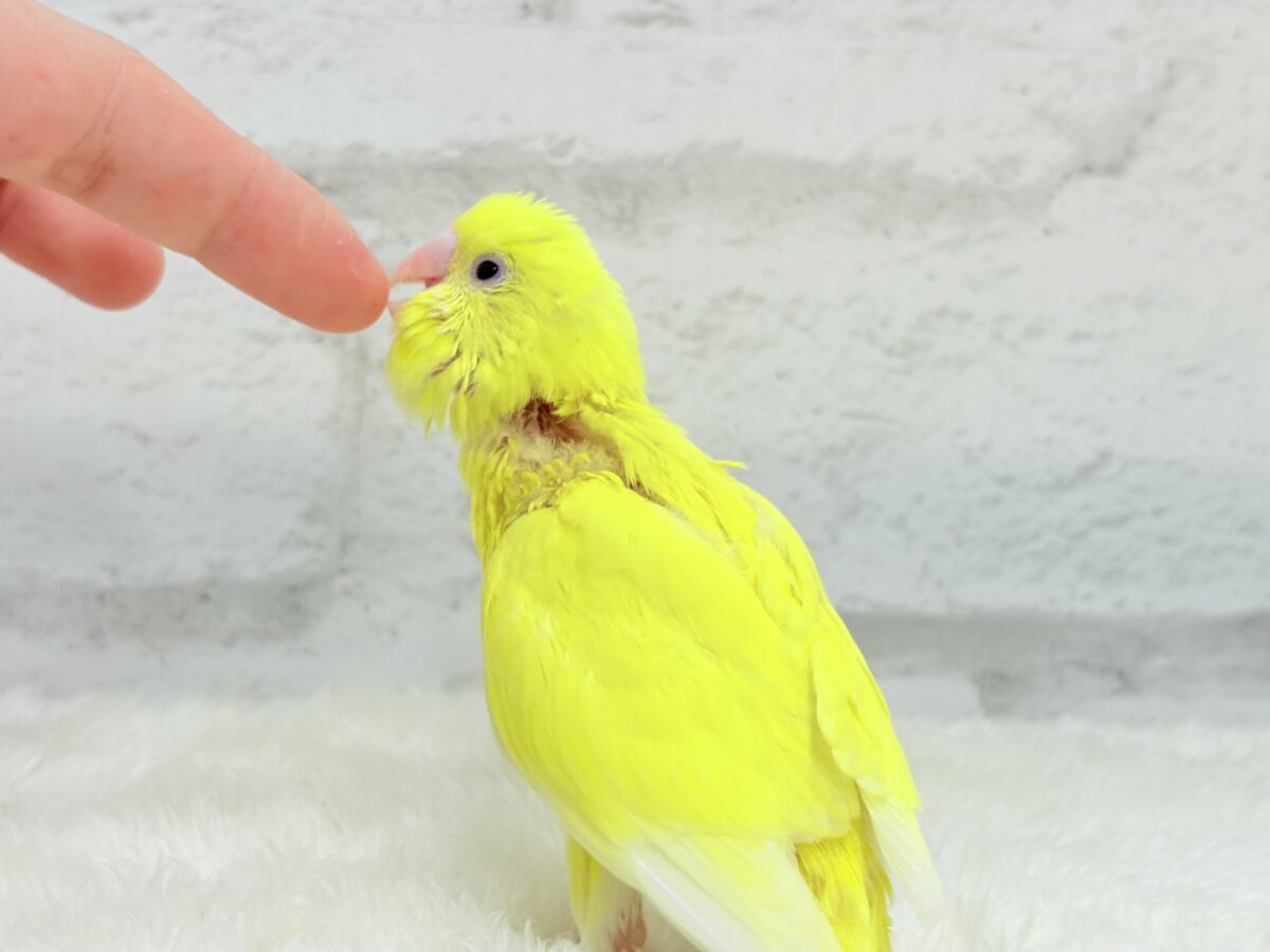 セキセイインコ