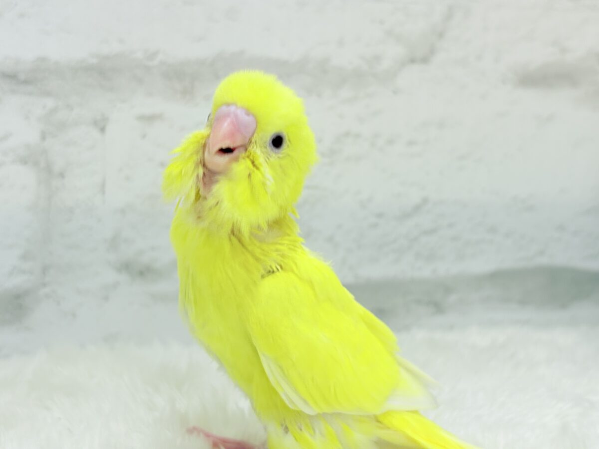 セキセイインコ