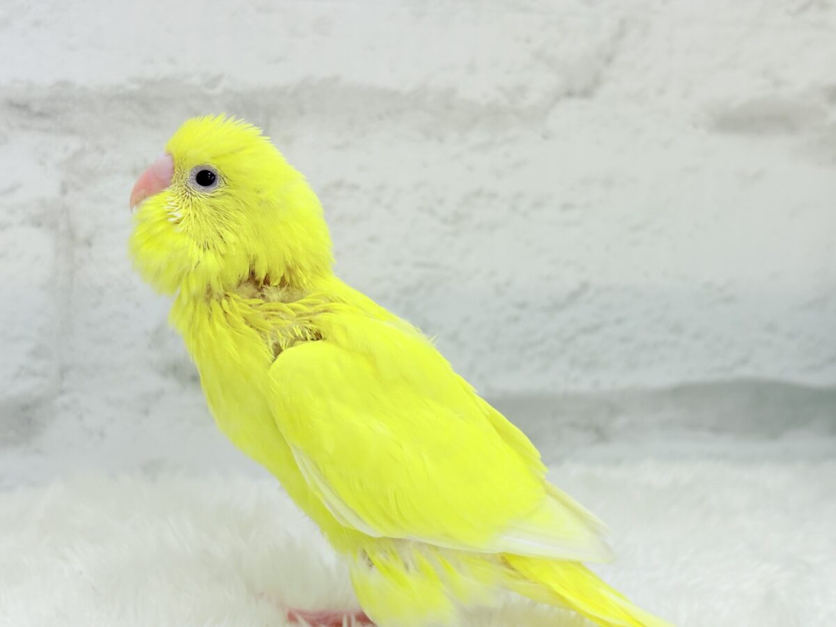 セキセイインコ