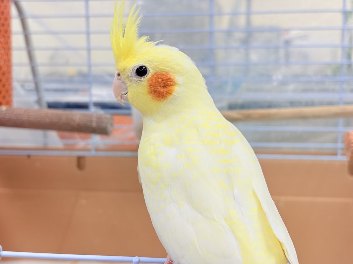 オカメインコ