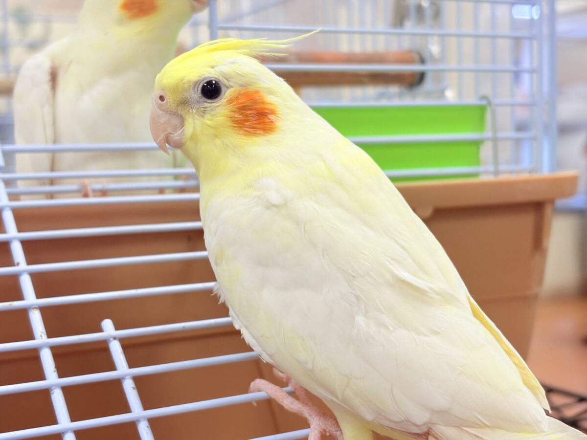 オカメインコ