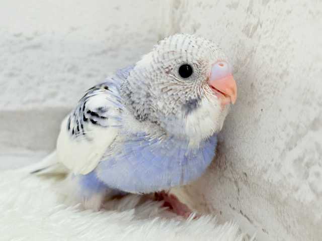 【最新画像更新🪄】わた毛たっぷり♡もこもこちゃん♡セキセイインコ(パイド) ヒナ