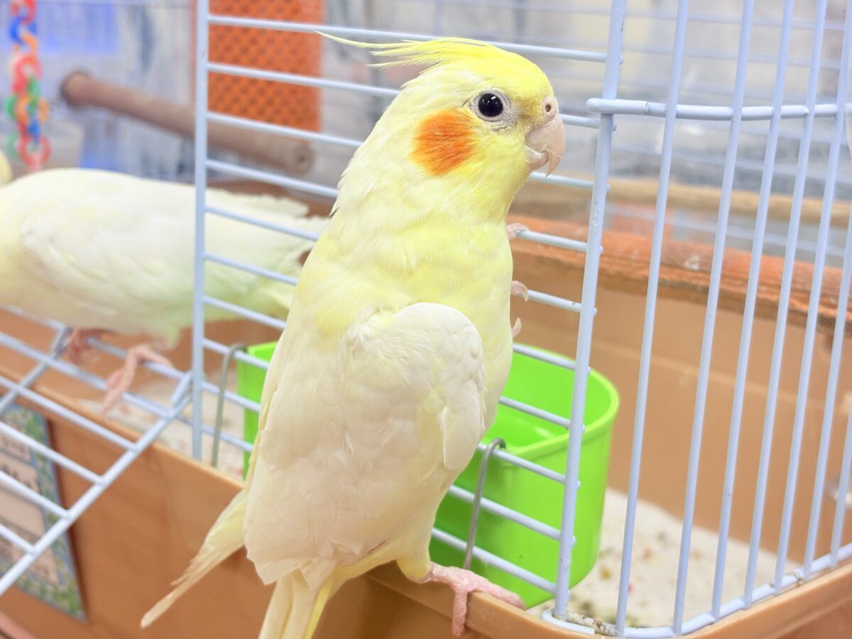 オカメインコ