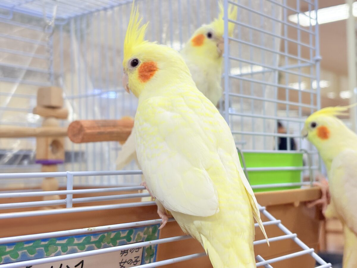 オカメインコ