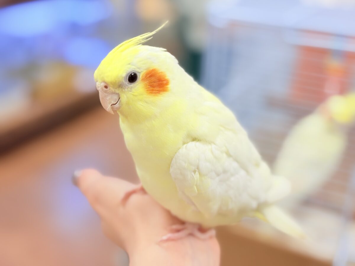 オカメインコ