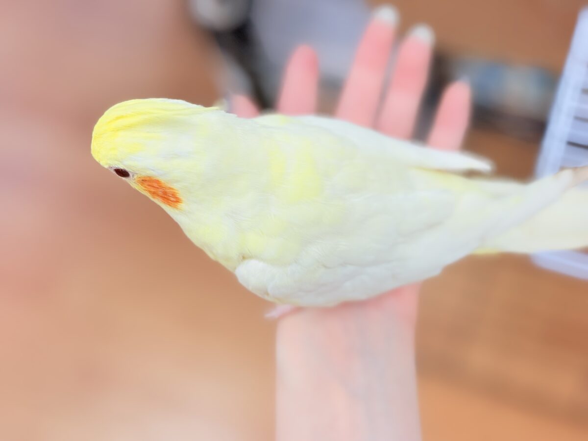 オカメインコ