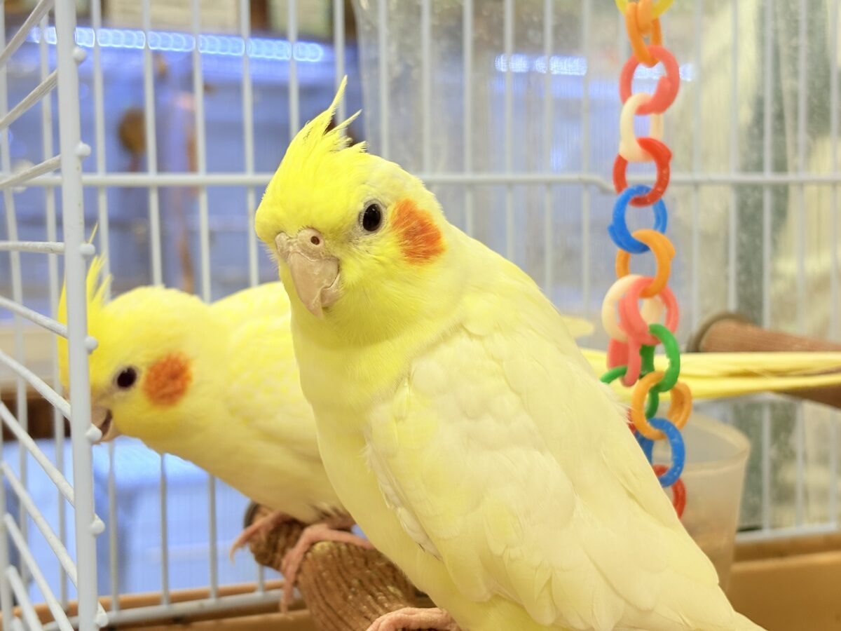 【最新画像】みんな大好き❣️黄色いオカメちゃん💛オカメインコ（ルチノー・ルチノーパール）