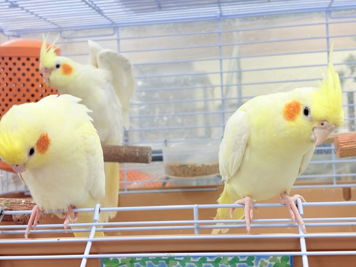 オカメインコ