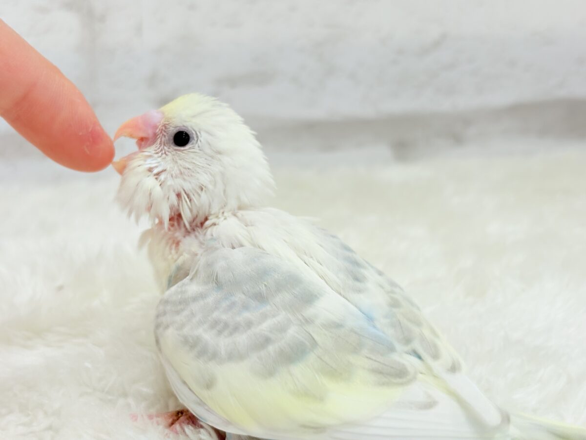 セキセイインコ