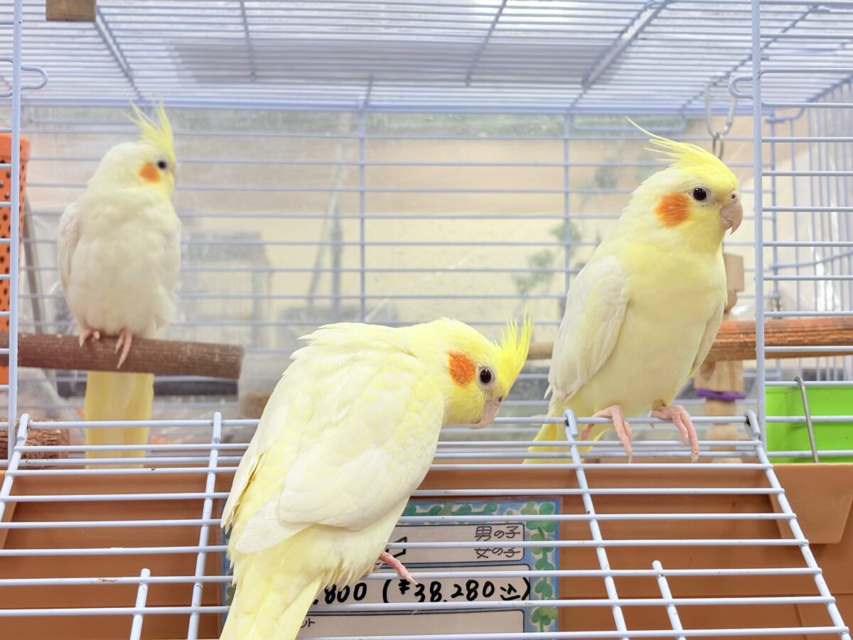 オカメインコ