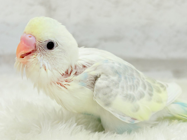 【最新画像更新🪄】淡い色合いのシャーベット🐣🍭セキセイインコ(パステルカラーレインボーパイド) ヒナ