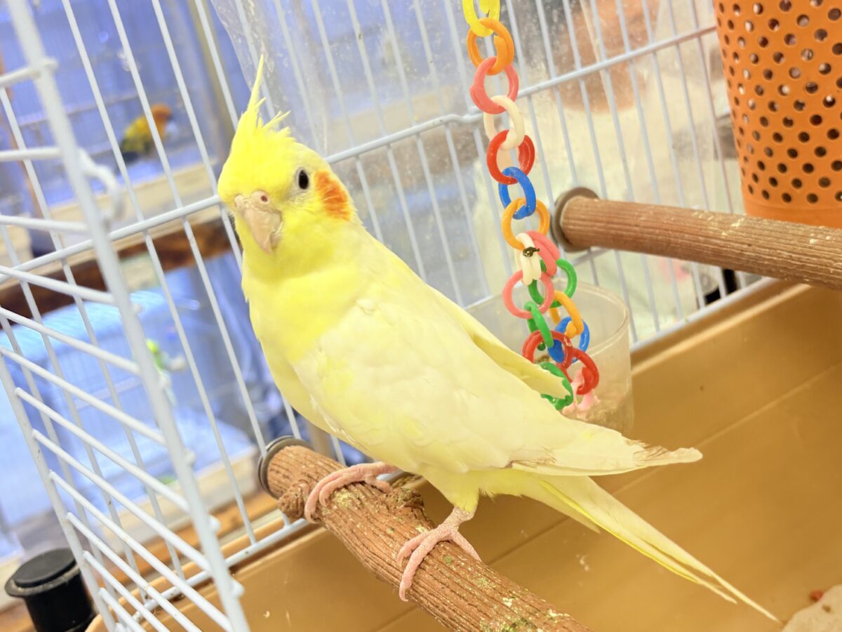 オカメインコ