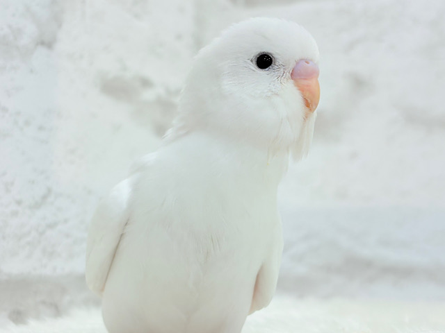 【最新画像更新🪄】真夏に真逆の雪だるま☃️🤍セキセイインコ(ダブルファクター) ヒナ