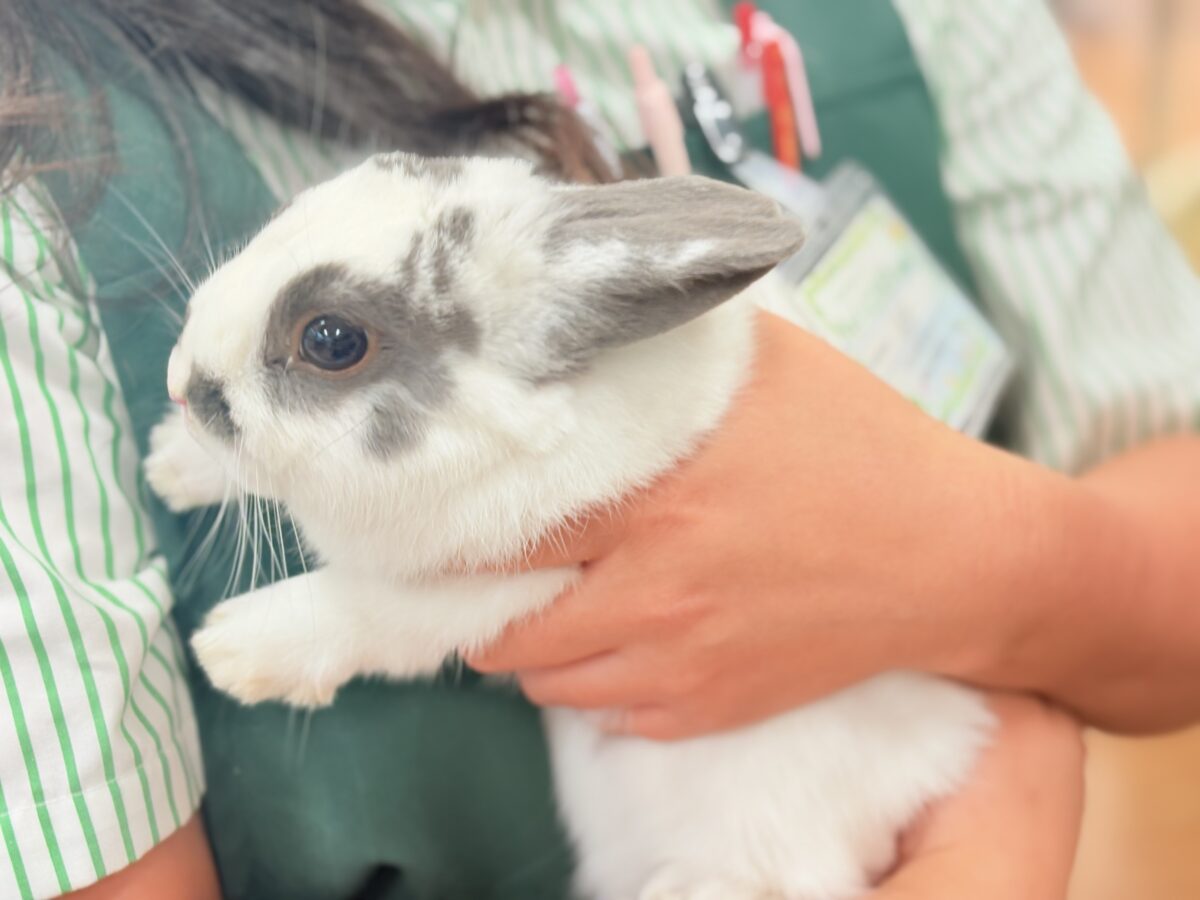 【最新画像更新🪄︎︎✨】むちむち豆大福ちゃん🐰🫘ネザーランドドワーフ(チャーリー) 男の子