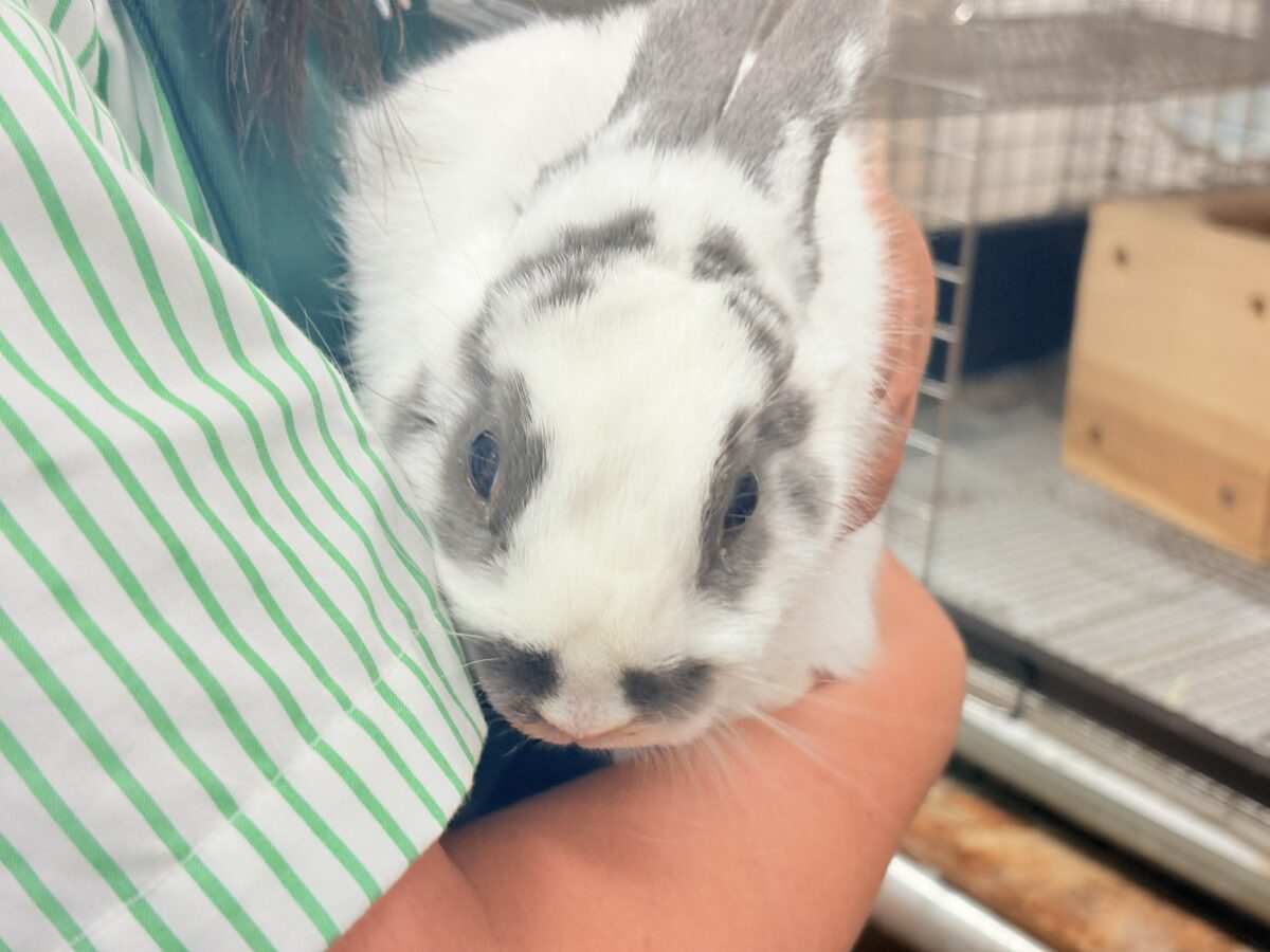 ネザーランドドワーフ