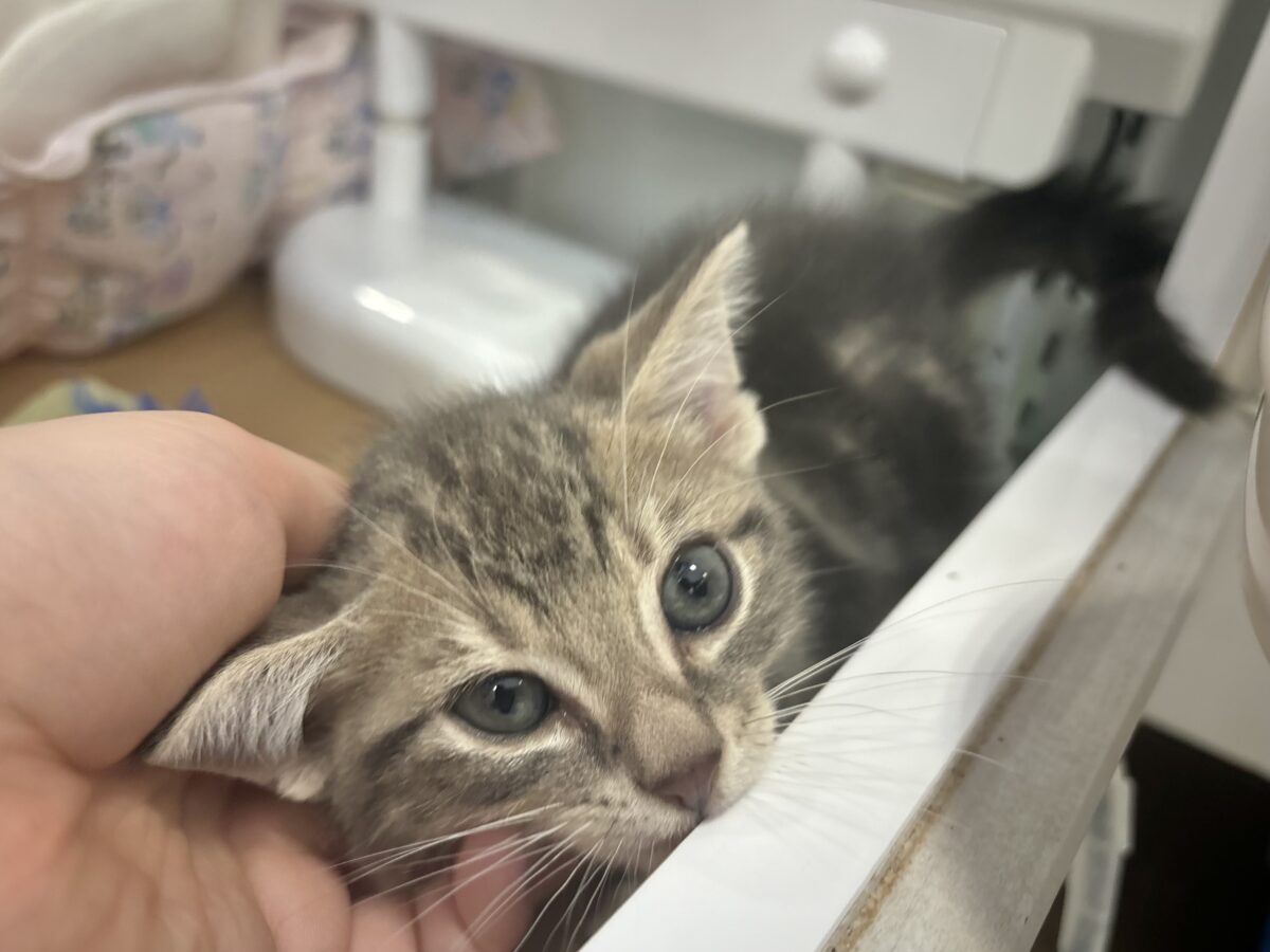 アメリカンショートヘア