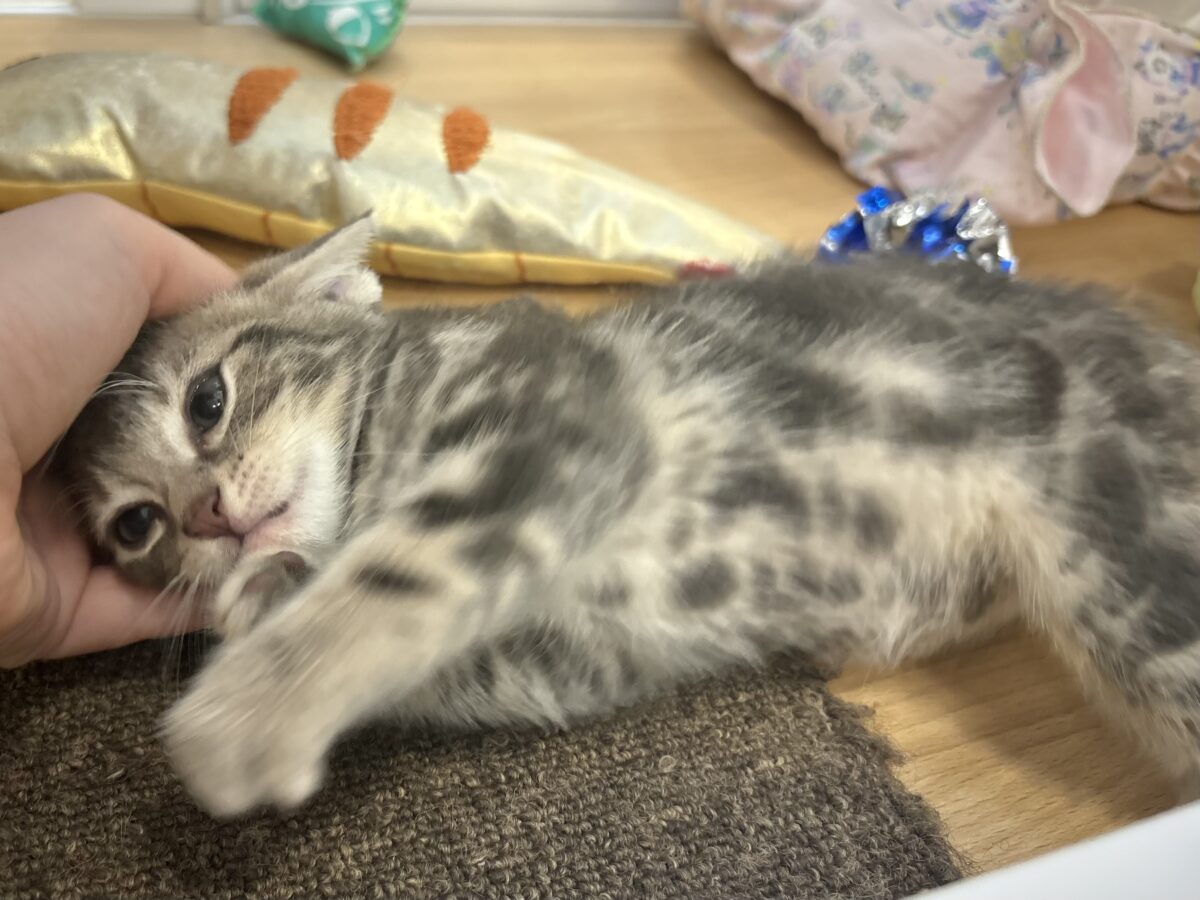 アメリカンショートヘア