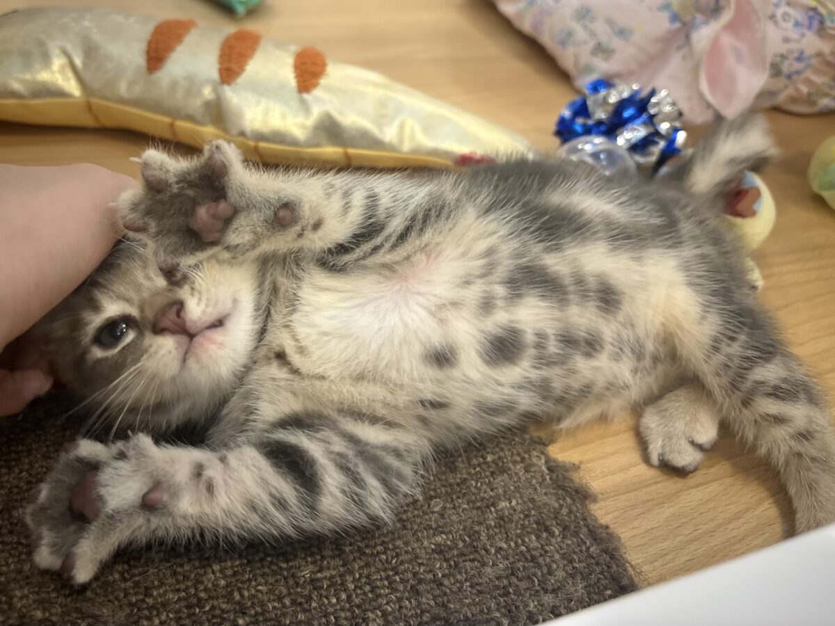 アメリカンショートヘア
