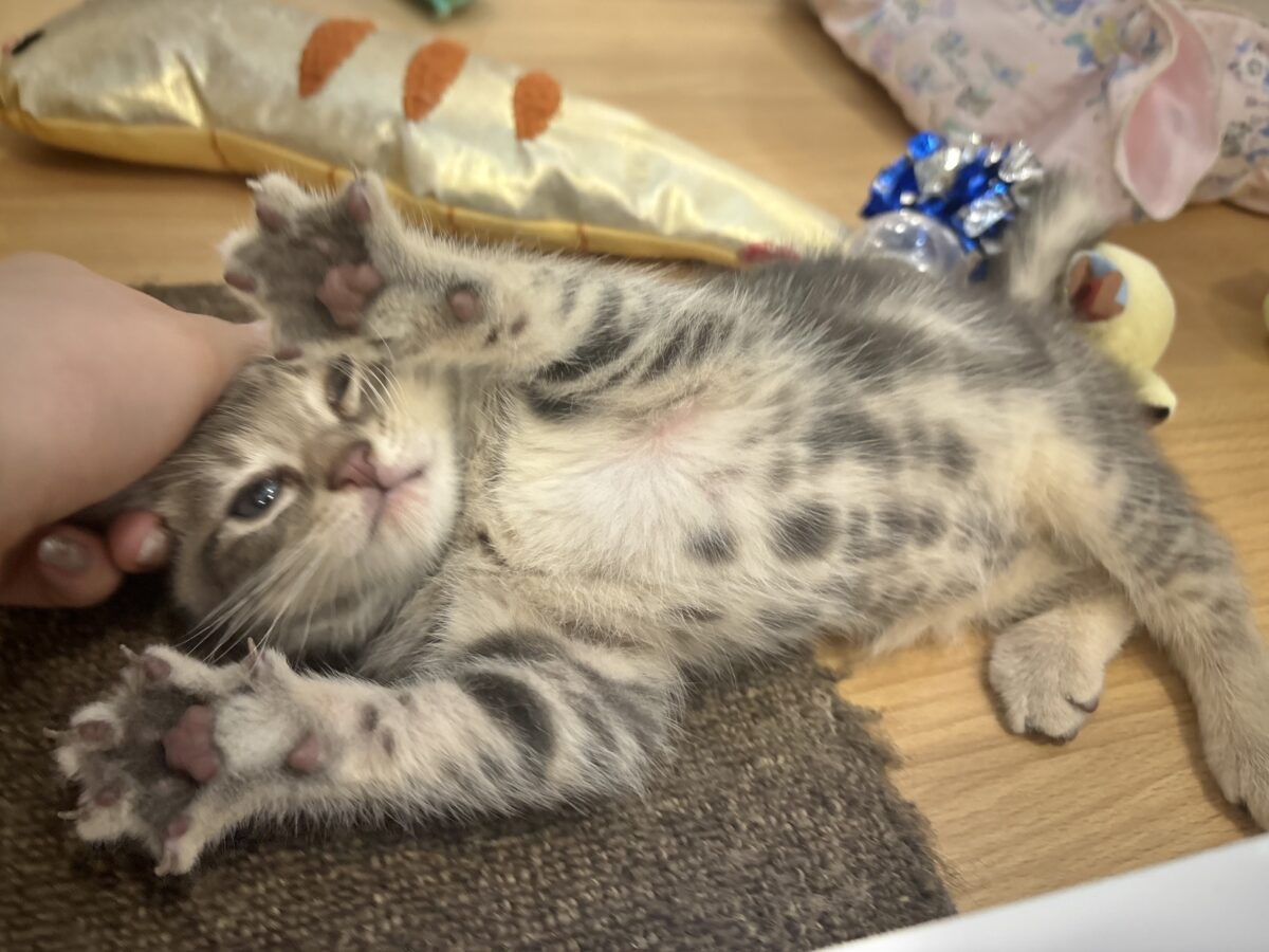 アメリカンショートヘア