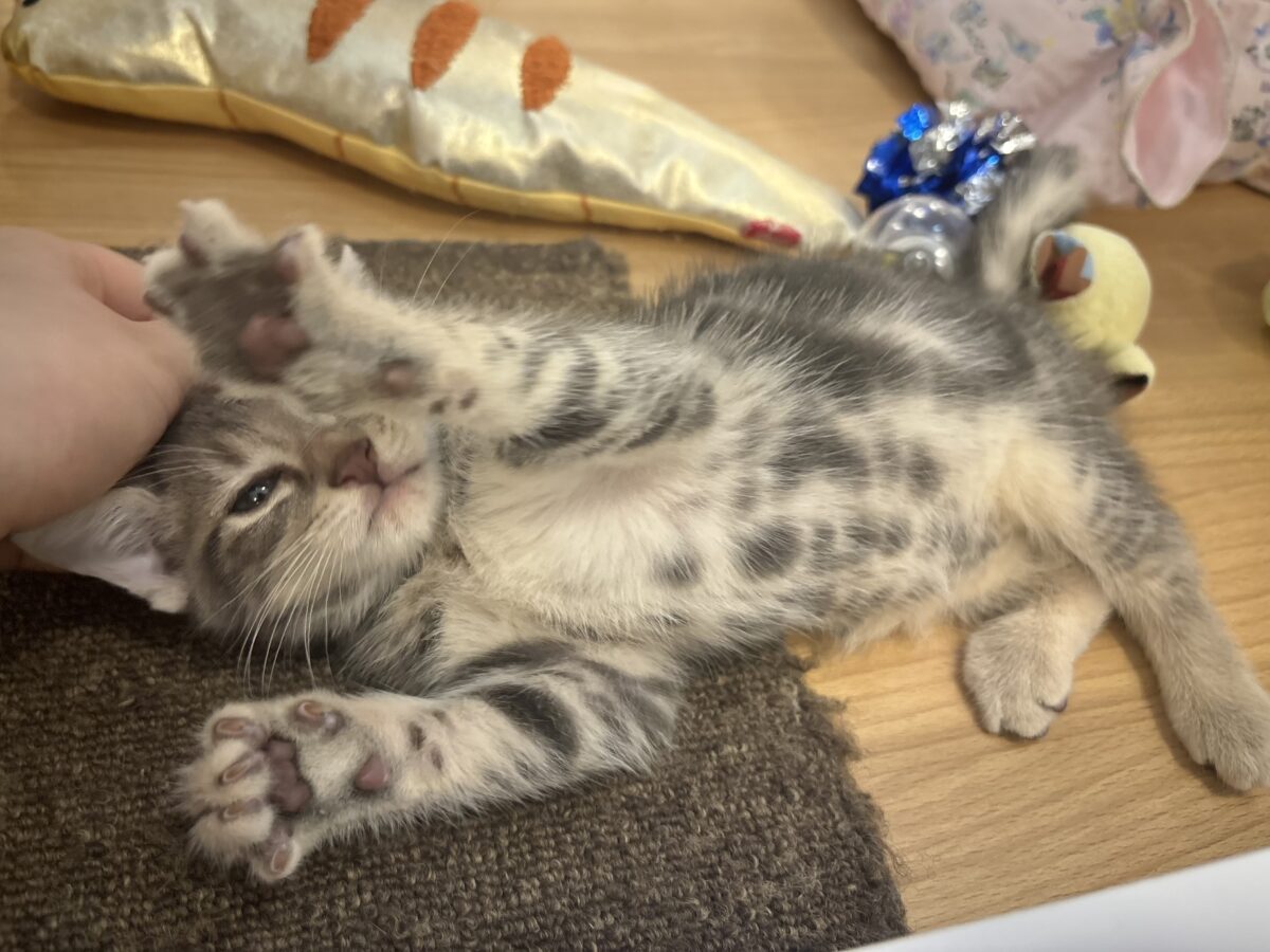 アメリカンショートヘア