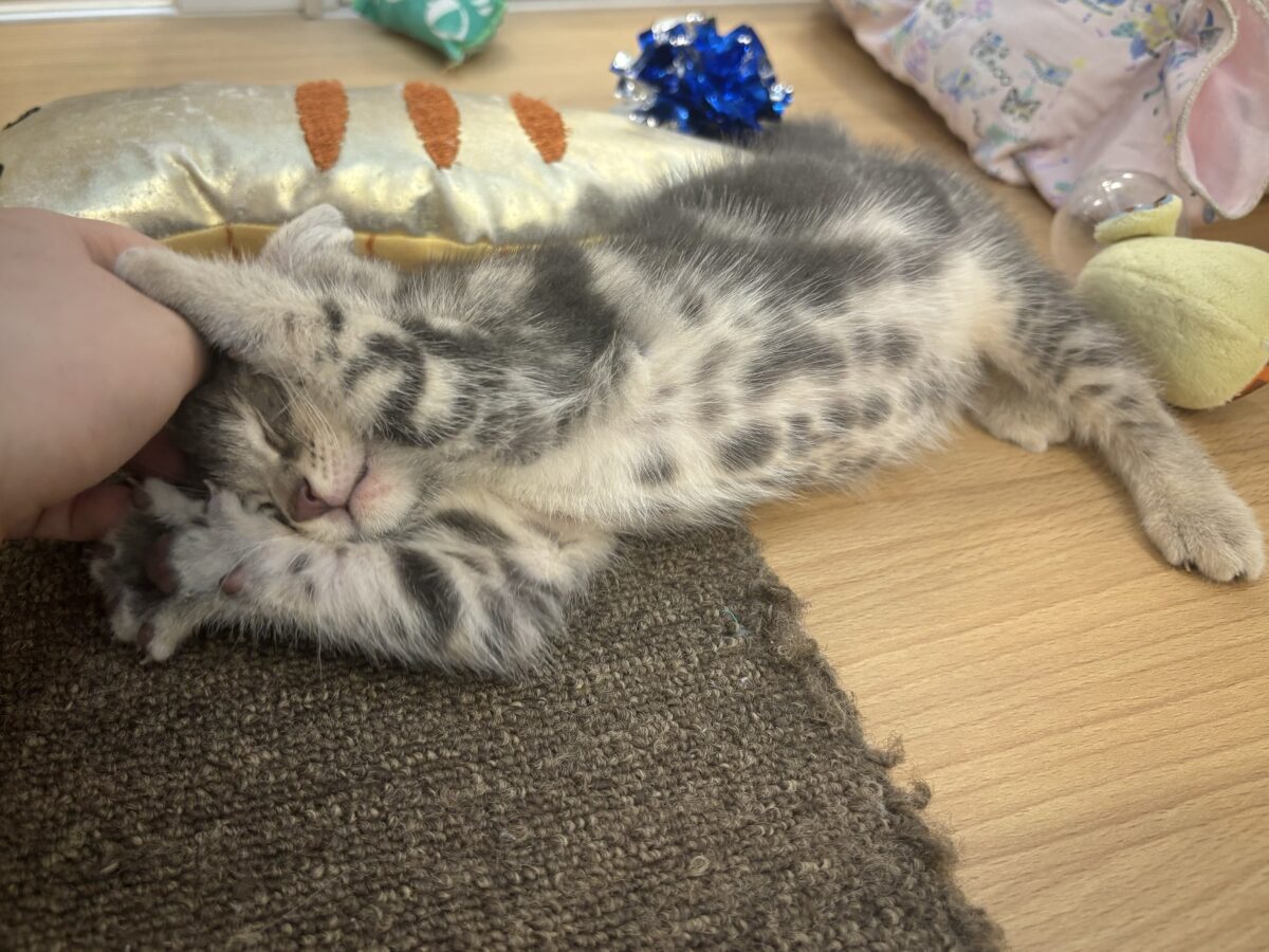 アメリカンショートヘア
