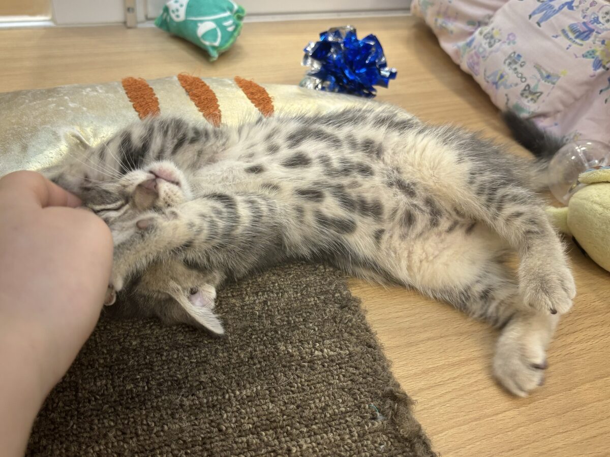 アメリカンショートヘア