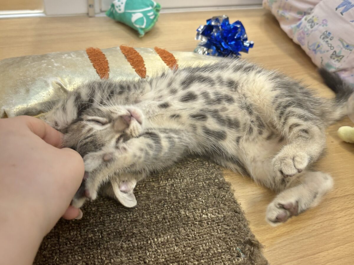 アメリカンショートヘア