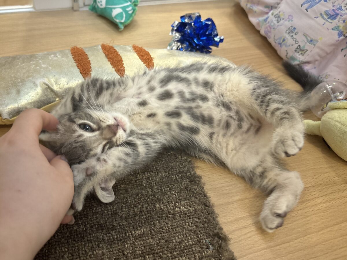 アメリカンショートヘア