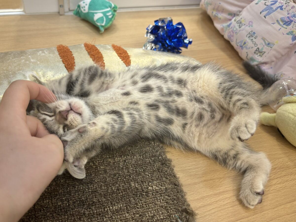 アメリカンショートヘア