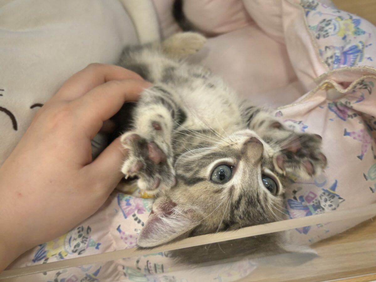 アメリカンショートヘア