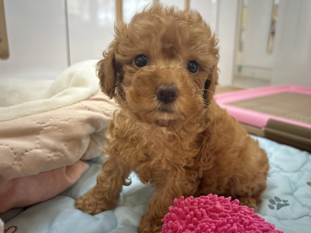 私の愛の叫びを受け止めて〜♥トイプードルちゃん！