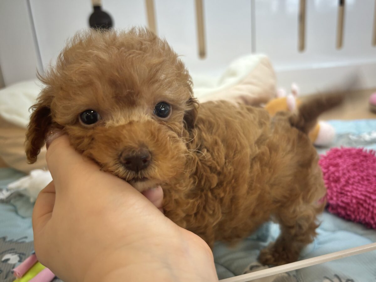 トイプードル