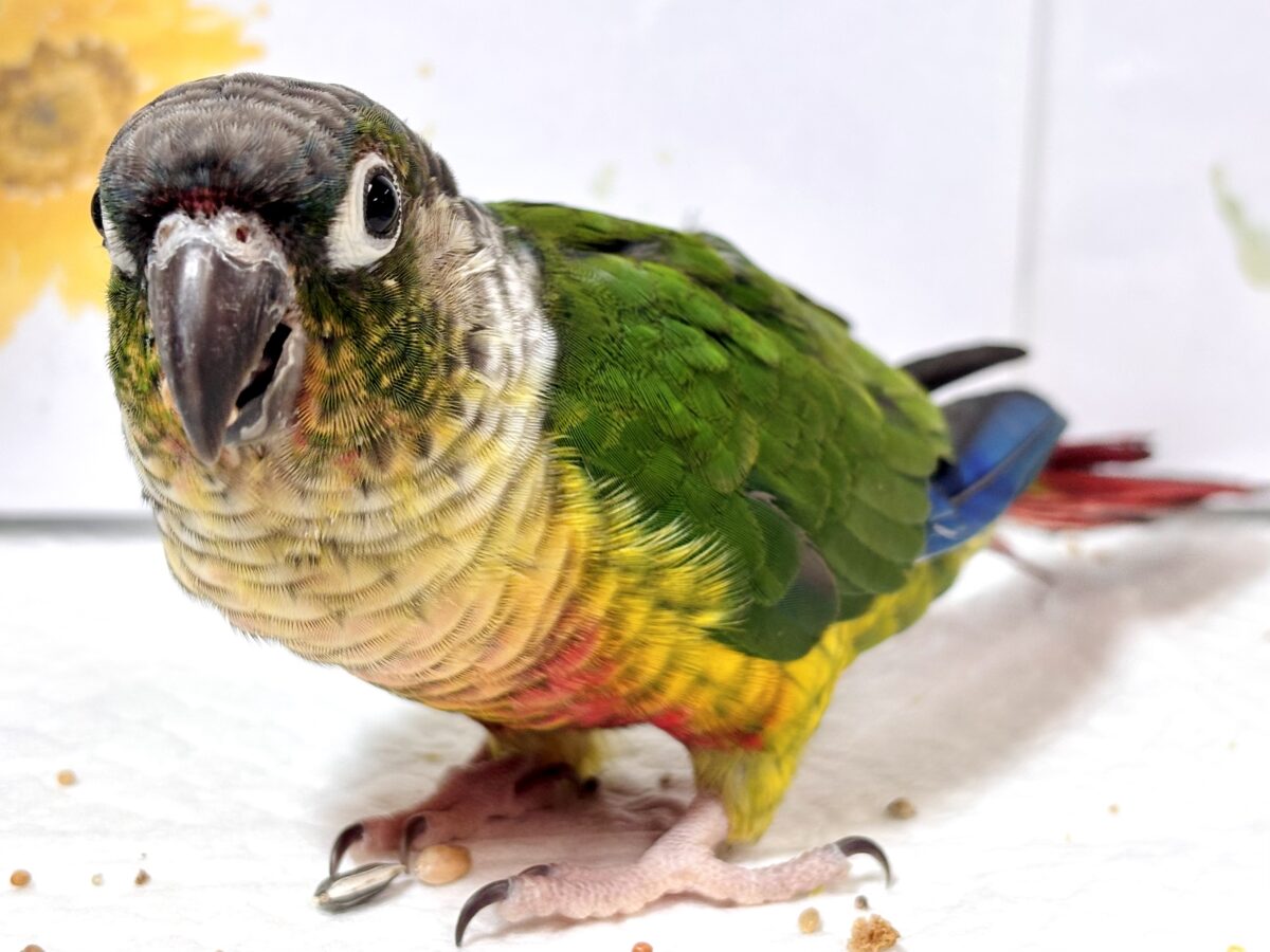 ワキコガネウロコインコ