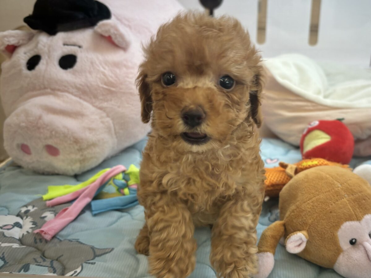トイプードル