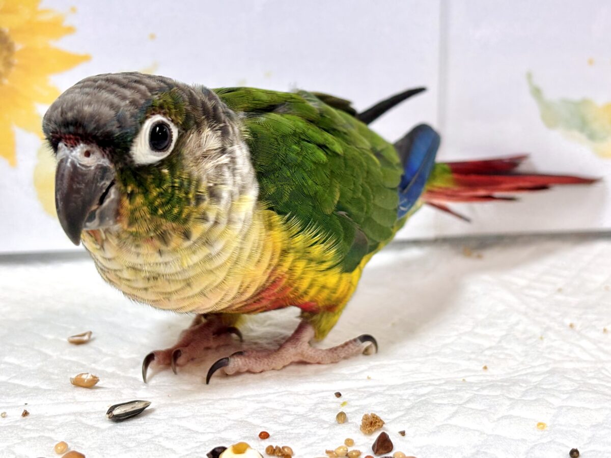ワキコガネウロコインコ