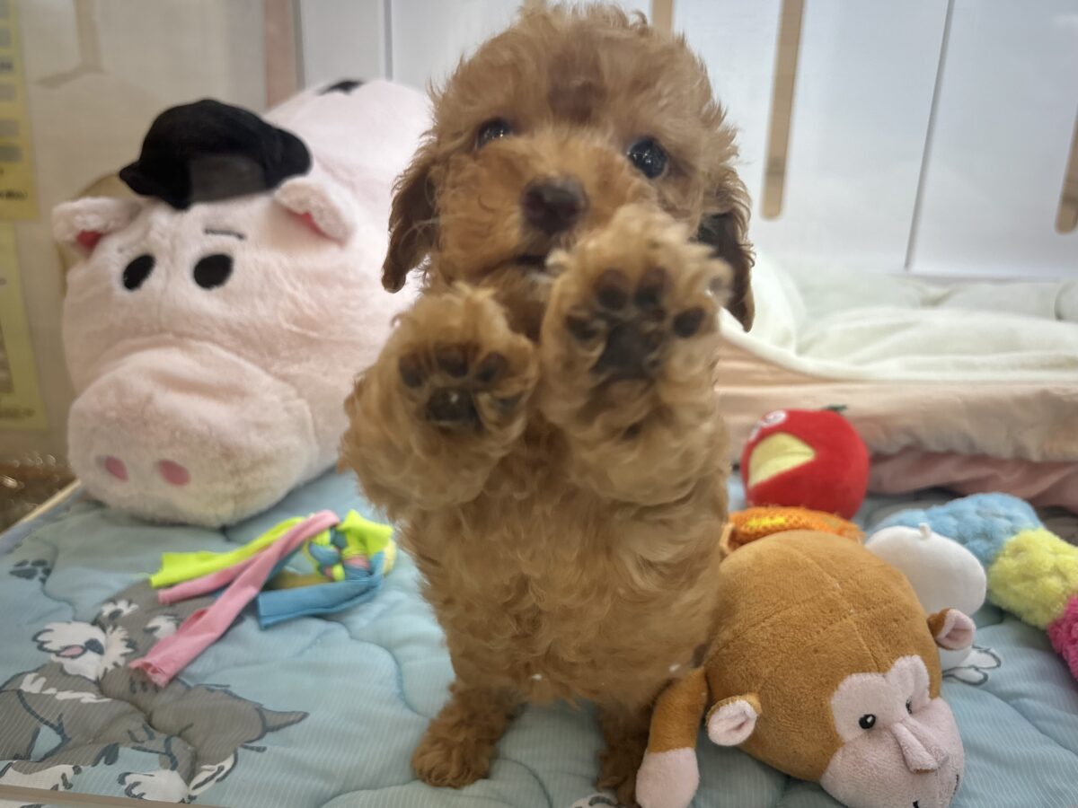 トイプードル