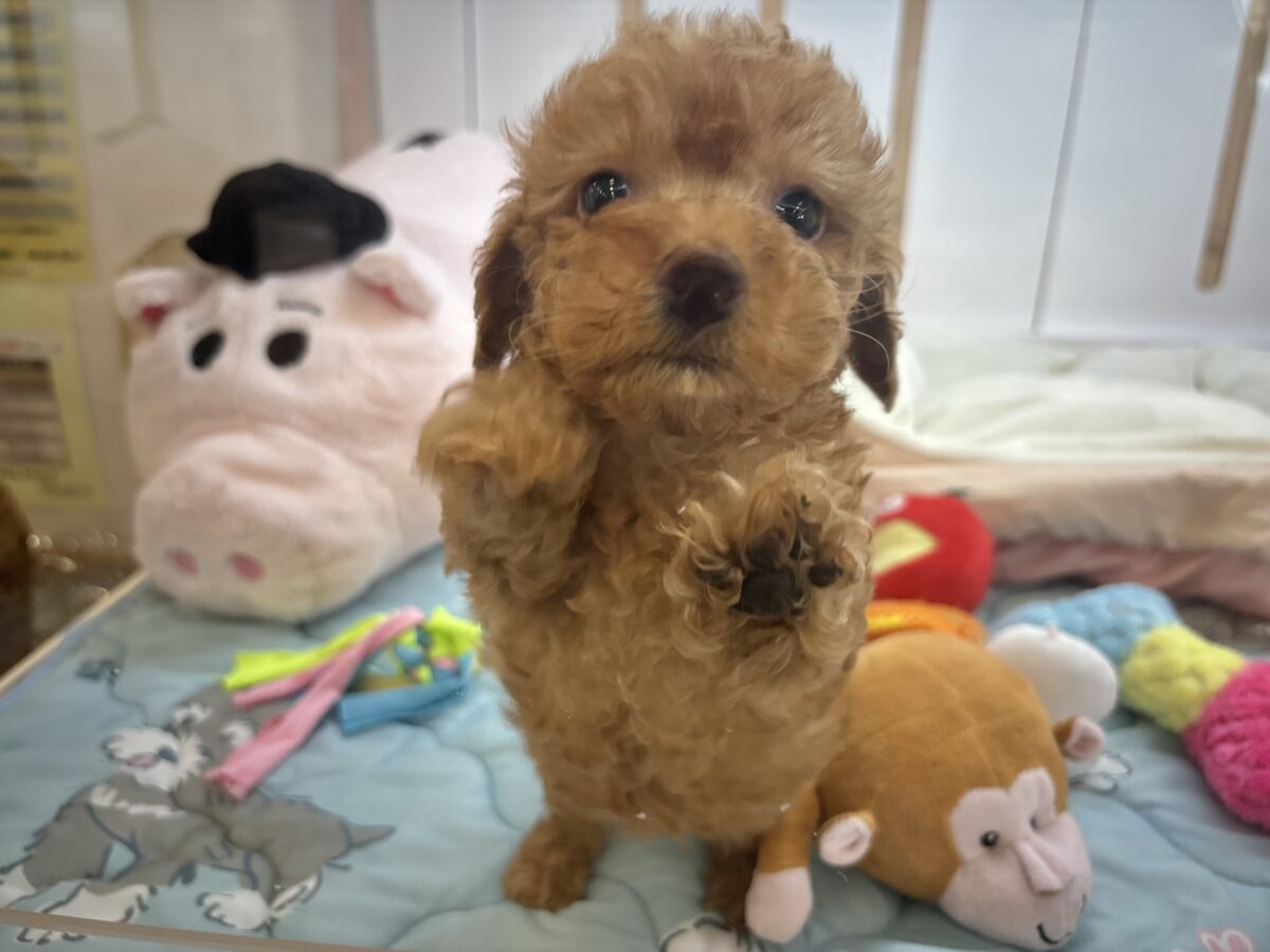 トイプードル