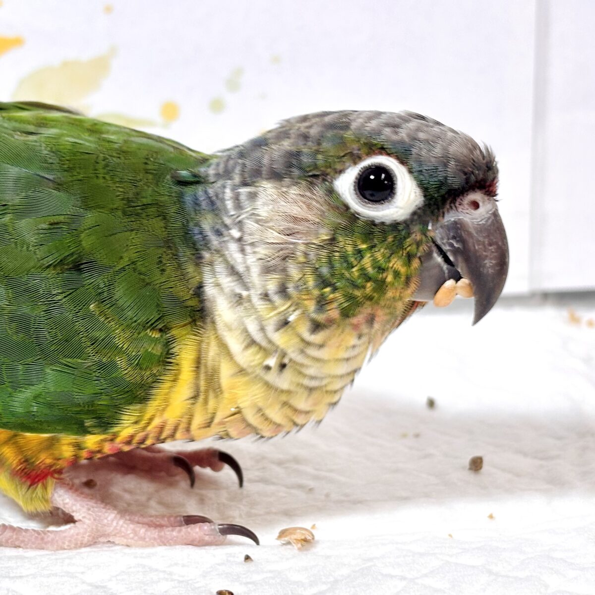 ワキコガネウロコインコ