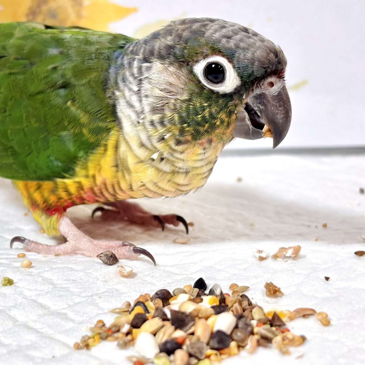 ワキコガネウロコインコ