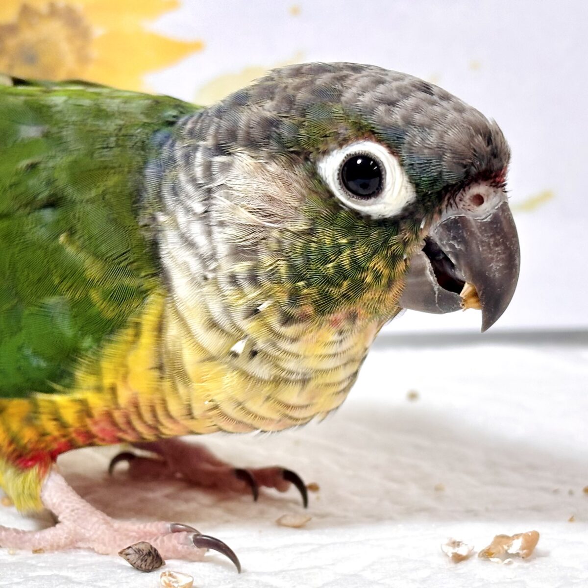 ワキコガネウロコインコ ‪💚🌟.｡.:*・°