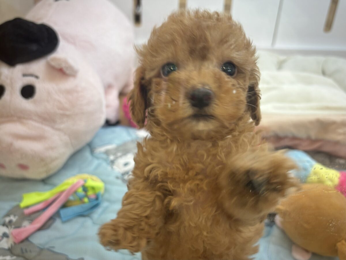 トイプードル
