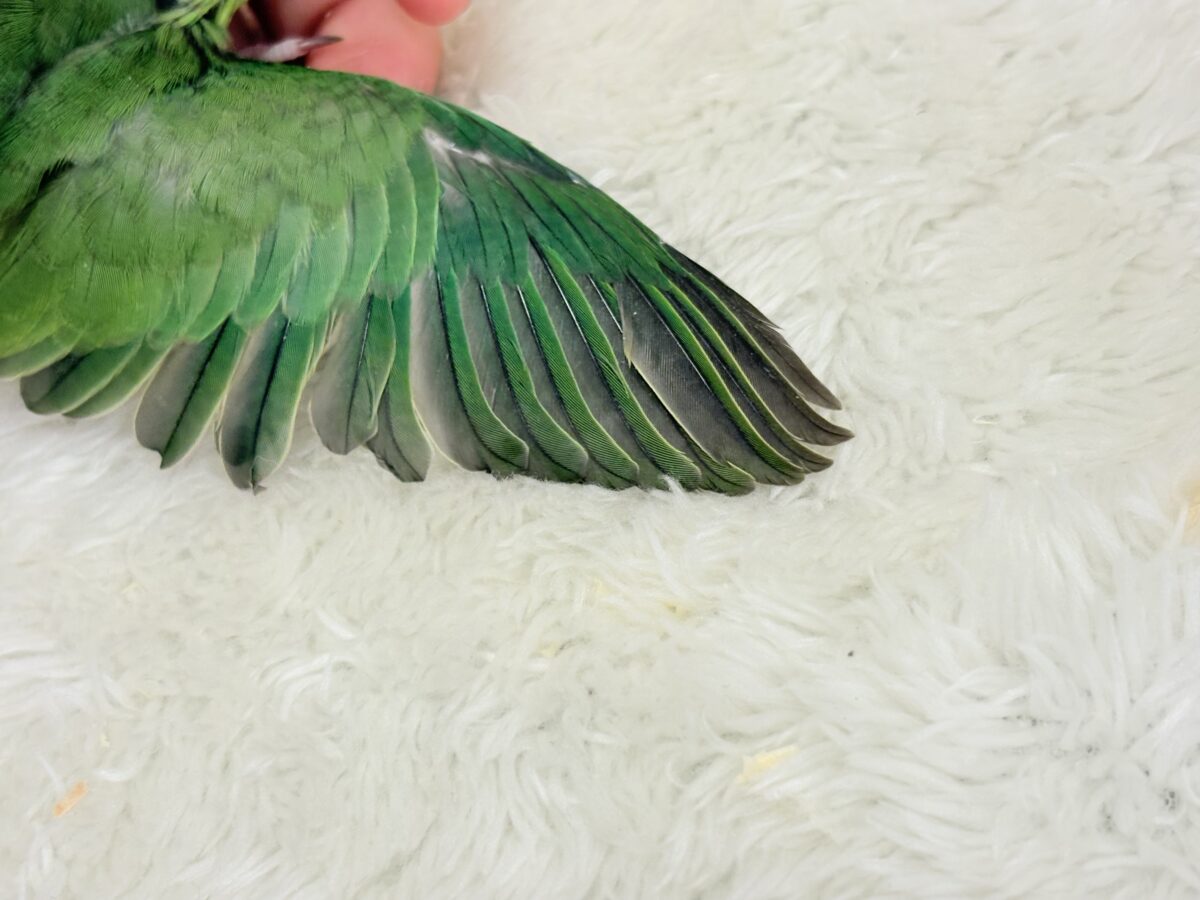 マメルリハ