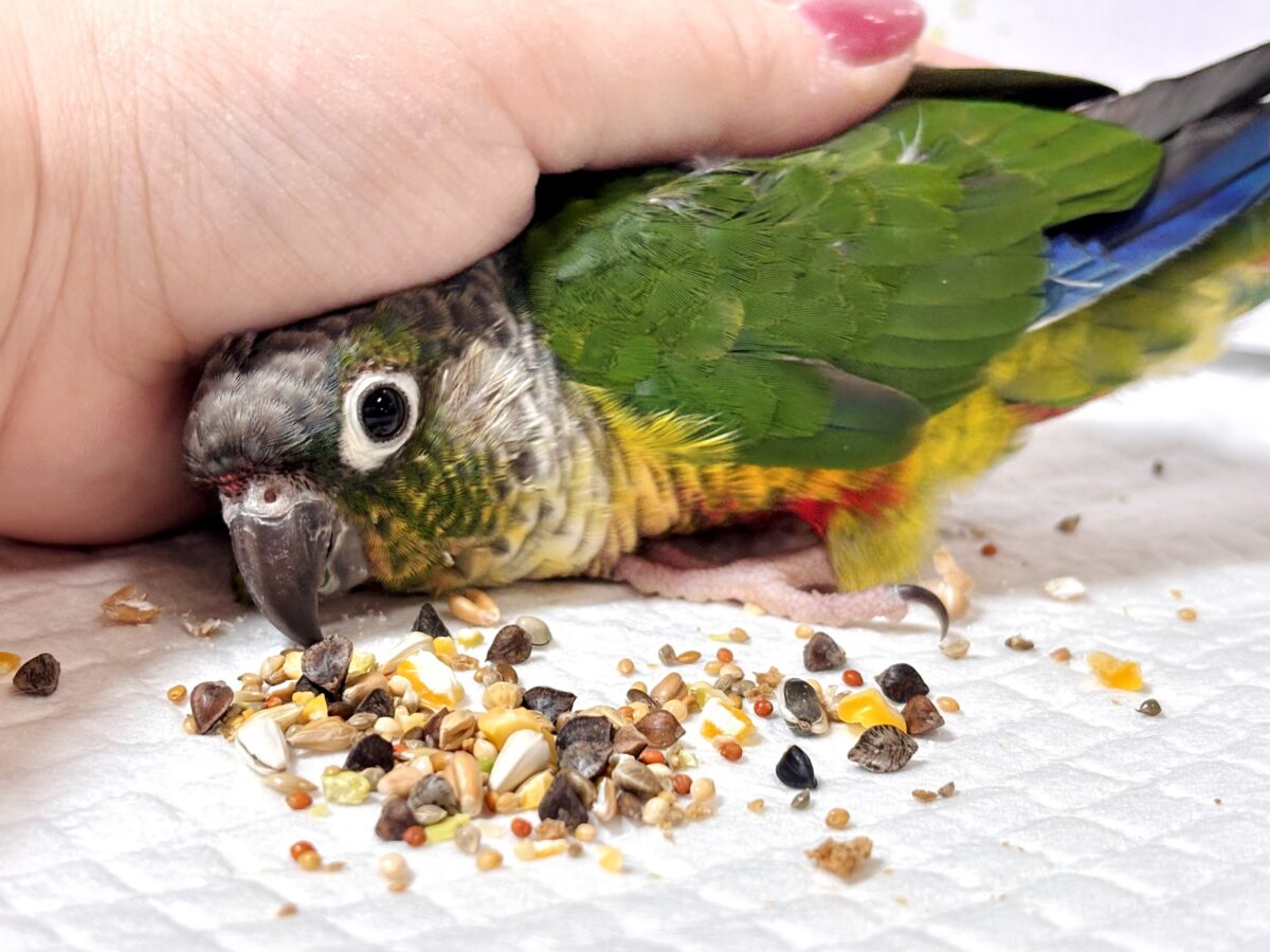 ワキコガネウロコインコ