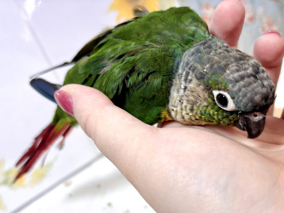 ワキコガネウロコインコ
