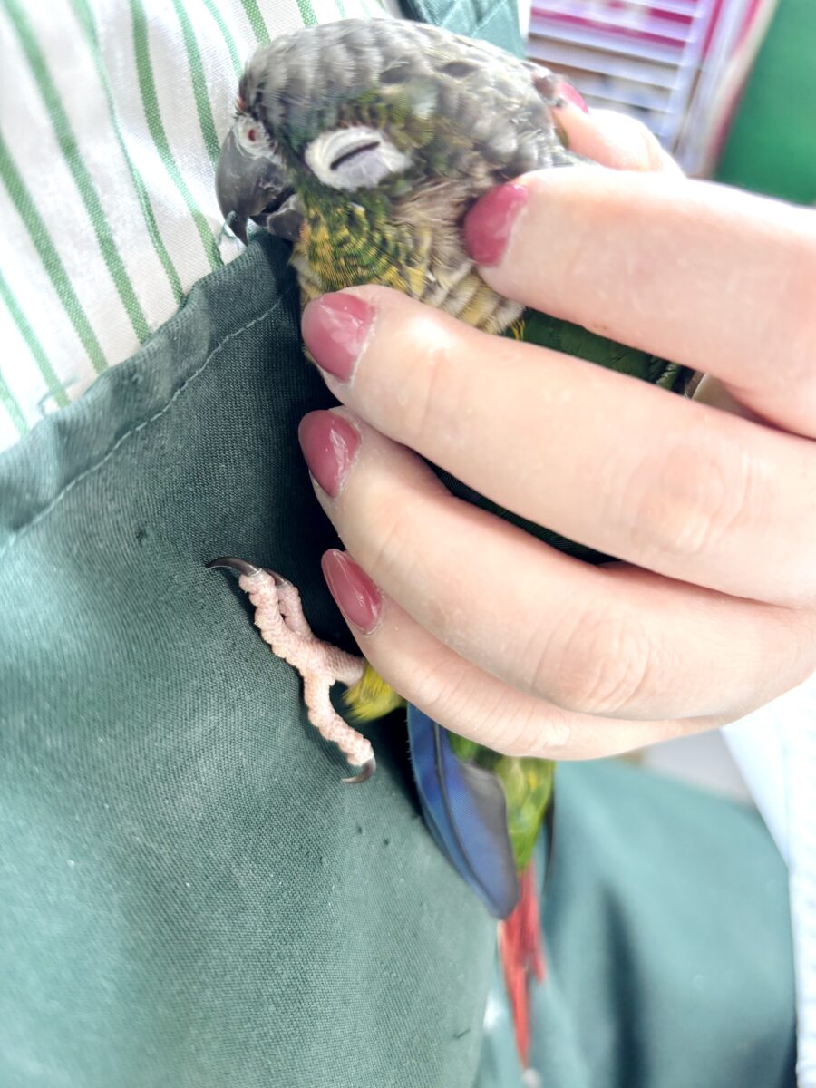 ワキコガネウロコインコ