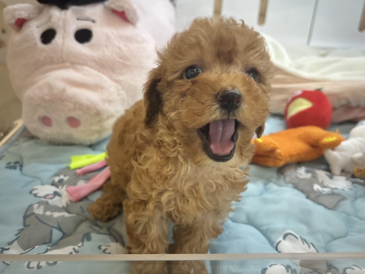 トイプードル