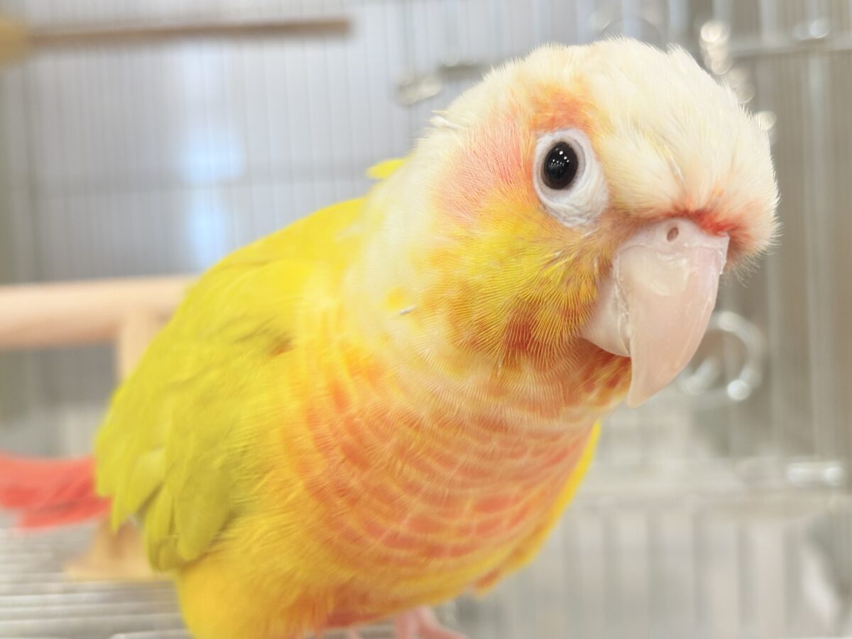 ホオミドリウロコインコ