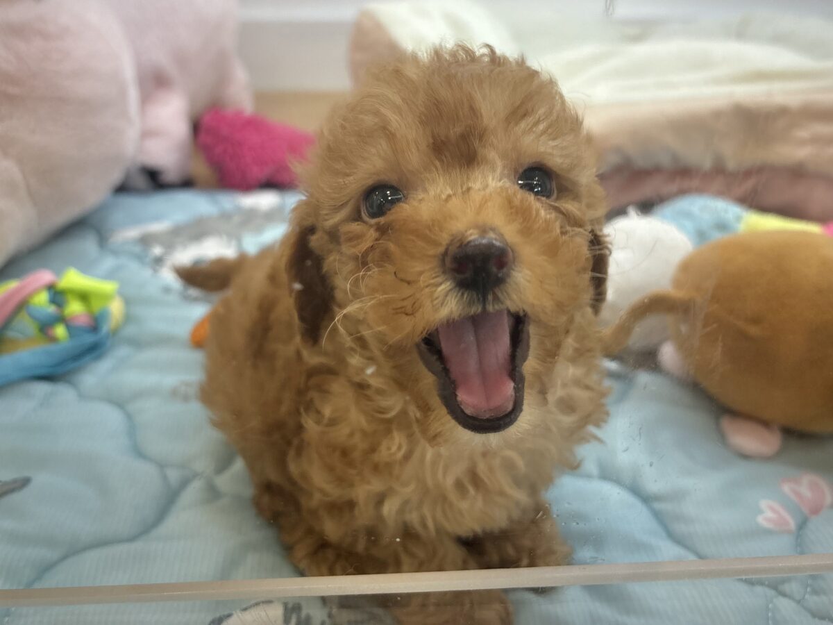 トイプードル